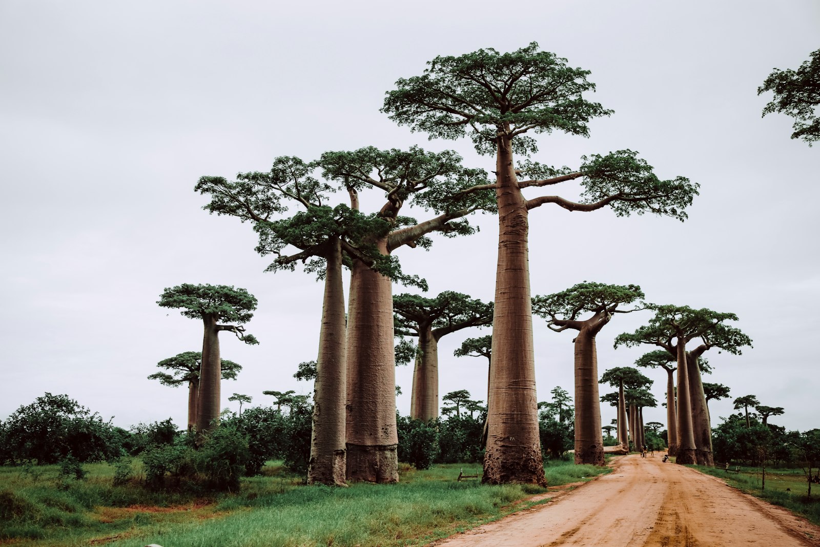 Madagascar: Lemurs, Baobabs and the Island Time Forgot in 14 Days